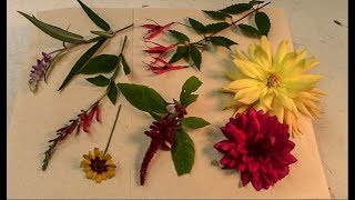 Peeking at Pressed Flowers  Late Season Flowers Pressed  Pressed Flowers [upl. by Josee]