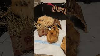 Guinea pigs eating hay and drinking music guineapig cochondinde [upl. by Airbmat]