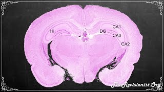 The Hippocampus Proper Role in Spatial Temporal Memory Processing and Fear Extinction [upl. by Aynnek]