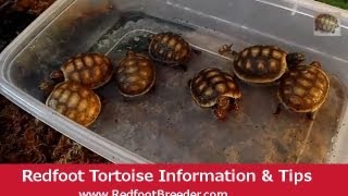 Redfoot Tortoise Hatchling Care Tutorial [upl. by Tomasina]