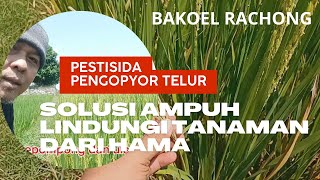 Pestisida Pengopyor Telur Solusi Ampuh Lindungi Tanaman dari Hama [upl. by Shiri98]