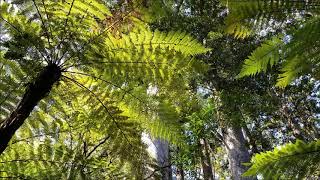 Manginangina Walk in the Puketi Forest Bay of Islands New Zealand [upl. by Cathee]