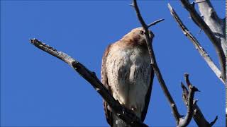 Red Tail Hawk Cry [upl. by Appleton301]