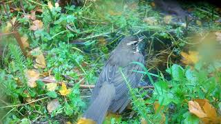 The Song Thrush tries to bath [upl. by Nomelif599]