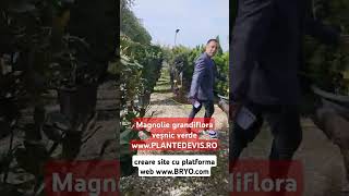 Magnolie grandiflora veșnic verde creare site cu platforma web wwwbryocom [upl. by Eichman]