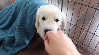 BRINGING HOME MY GOLDEN RETRIEVER PUPPY FOR THE FIRST TIME [upl. by Hoffman]