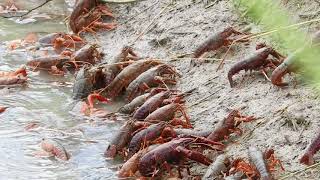 Red Swamp Crayfish AKA Crawfish exiting crawfish pond being drained St Landry Parish Louisiana [upl. by Naesad]