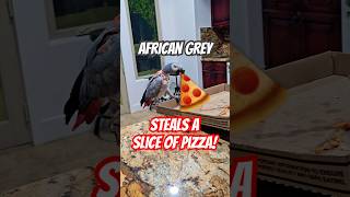 My African Grey Turned into a Pizza Thief 🍕  parrot africangrey birds africangreylover [upl. by Annawad542]