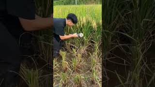 Harvesting Paddy the Easy Way Portable Grinder in Action [upl. by Ahsier]