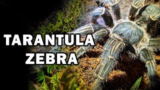 Montando terrario para Aphonopelma sp Guatemala seemanni blue [upl. by Bajaj]