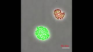 Quorum sensing in action [upl. by Suez]