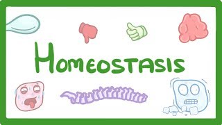 GCSE Biology  Homeostasis 54 [upl. by Anauqahs]