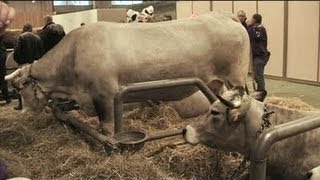 Salon de lAgriculture  la région représentée Toulouse [upl. by Ennaxor124]