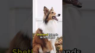 The Shetland quotSheltiequot Sheepdog from Scotland dogs [upl. by Jaquelin]