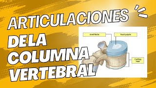 ✔LO QUE DEBES SABER DE LAS ARTICULACIONES DE LA COLUMNA VERTEBRAL  ANATOMIA👌 [upl. by Irallih]