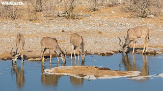 LIVE at the waterhole  04 November 2024 [upl. by Federico595]