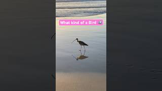 Beach bird birds beach ocean california torreypines birdwatching waves photography views [upl. by Trudey395]