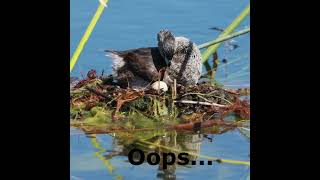 Piedbilled grebe mom no egg left behind [upl. by Allekim363]