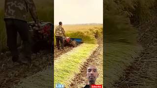 Rice crop being harvested with reaper record real village lifePower weeder Machine viralvideo [upl. by Schecter]