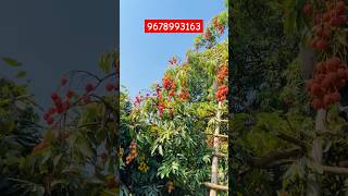 Lychee plant Nursery farming in india Plantation Available shortsviral fruit Lycheeplantnursery [upl. by Nilahs]