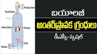 TETTRT amp DSC  Endocrine system  Biology Telugu Medium [upl. by Kcirrem]