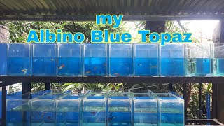 albino blue topaz guppy update and magna dapnia [upl. by Demmahom]