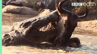 Underwater Ambush from Crocodile  BBC Earth [upl. by Nit]