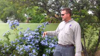 Civano Nursery  Plumbago [upl. by Carhart]