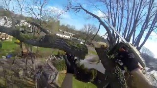 Matthews Tree Services Hackberry tree removal part 1 of 2 [upl. by Ettezus]