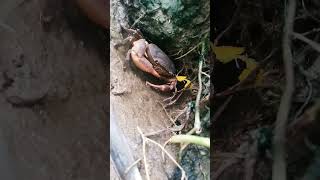 crab crabhouse nandu shortvideo crabs 🦀enjoythenatureoftheworld reels vayalnandu reels [upl. by Ellswerth]