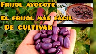 El frijol ayocote un frijol de entre todos ¡¡el mejor¡¡ para cultivar👍👌🙏🙏 [upl. by Orianna298]