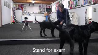 FlatCoated Retriever puppy training [upl. by Fredella]