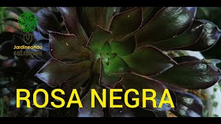 ROSA NEGRASUCULENTA AEONIUM ARBOREUMSORPRENDENTE PLANTA DE ROSETONES NEGROS [upl. by Annaehs]