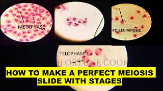 Phases of MEIOSIS  Stage identification and laboratory preparation from onion flower [upl. by Erna683]