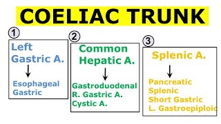 Chp21  Coeliac Trunk and its Branches  Coeliac Artery  Blood Vessels of Abdomen  BDC Vol2 [upl. by Acinomal810]