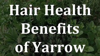 Hair Health Benefits of Yarrow  Health Benefits of Yarrow [upl. by Aitropal858]