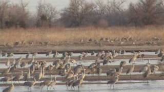 Sandhill crane migration March 2009 [upl. by Anuska]