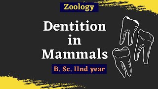 Dentition In Mammals  B Sc 2nd year  Zoology [upl. by Orecul960]