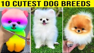 10 Cutest Dog Breeds [upl. by Airamas]