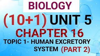 NEET BIO 101 CHAPTER 16 VIDEO 4 [upl. by Fai]