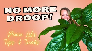 How to Care for your PEACE LILY Plant 🌱 [upl. by Acireit]