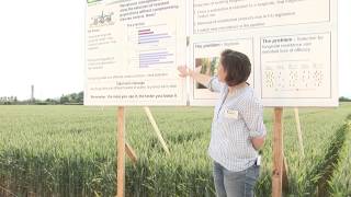 Teagasc Oak Park Crops Research Open Day Wheat  Septoria Resistance Management [upl. by Novyat]