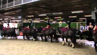 Firfol au Flanders Horse Expo 2015 démo voltige [upl. by Novello]