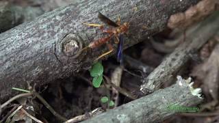 A Parasitoid Wasp Labena grallator Ovipositing [upl. by Goodill]