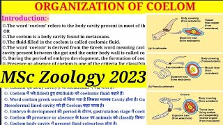 Organization Of Coelom  MSc 1st Semester Zoology  Types of Coelom  Coelomate amp Pseudocoelomate [upl. by Wickham]