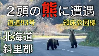 【熊】２頭のクマに遭遇 知床公園線【北海道斜里郡】 [upl. by Ilan]