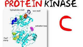 Protein kinase c pathway [upl. by Irtak191]