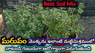 Tips to Grow MaruvamMarjoram Plant Bushy  మరువం మొక్క గుబురుగా పెరగడానికి Best Soil Mix  Maruvam [upl. by Hike]