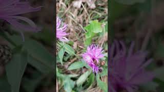 Centaurea  The Bikers flower [upl. by Cherish791]