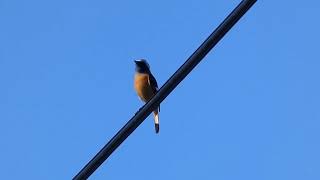 Daurian Redstart Calling in Autumn [upl. by Yeliab618]